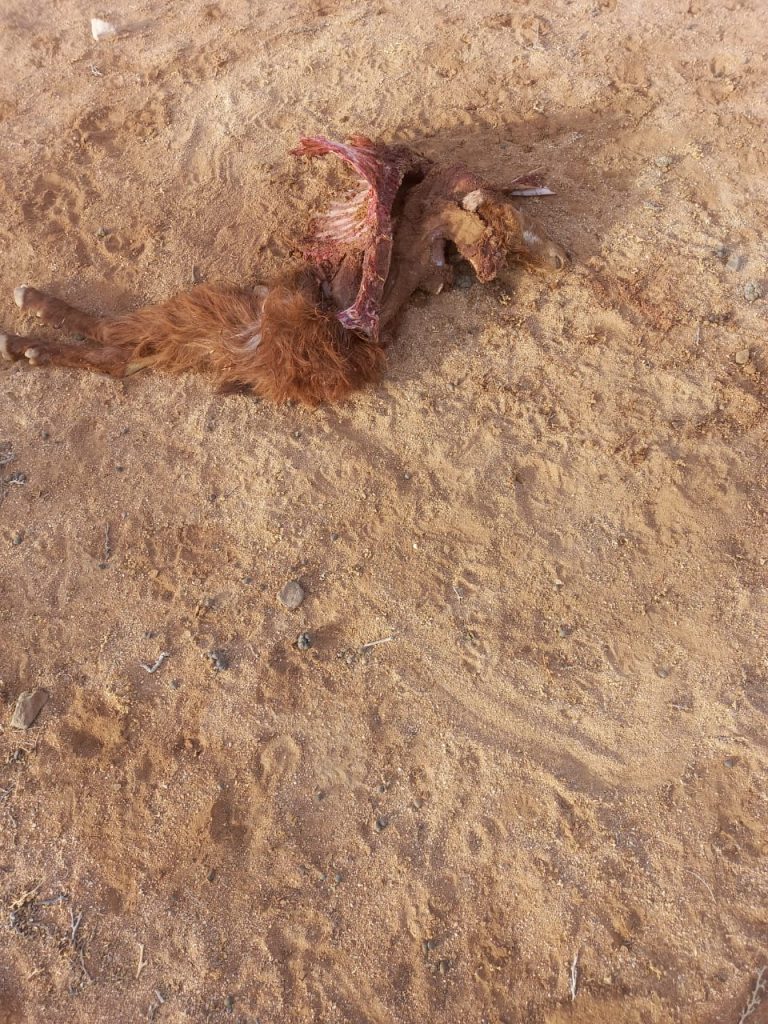 IMG-20250825-WA0007-768x1024-1 جماعة بوروس: "إقليم الرحامنة: هجوم الكلاب على الأغنام في دوار أولاد شريف يطرح تساؤلات حول الحماية"