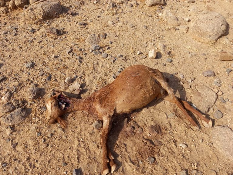 IMG-20250825-WA0012-768x576-1 جماعة بوروس: "إقليم الرحامنة: هجوم الكلاب على الأغنام في دوار أولاد شريف يطرح تساؤلات حول الحماية"