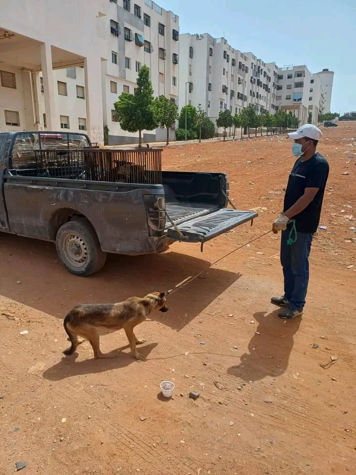 IMG-20250907-WA0401 سيدي يحيى زعير: المنظمة الاجتماعية لحماية الحيوانات تكشف عن اعتداءات خطيرة طالت كلاباً معقمة وملقحة