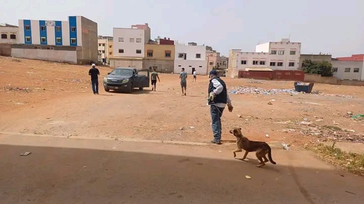 IMG-20250907-WA0404 سيدي يحيى زعير: المنظمة الاجتماعية لحماية الحيوانات تكشف عن اعتداءات خطيرة طالت كلاباً معقمة وملقحة