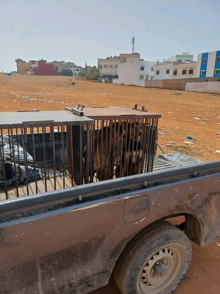 IMG-20250907-WA0405 سيدي يحيى زعير: المنظمة الاجتماعية لحماية الحيوانات تكشف عن اعتداءات خطيرة طالت كلاباً معقمة وملقحة